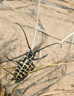 Cottonwood Borer thumbnail 4