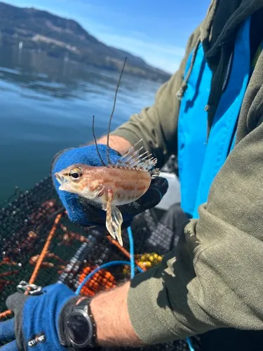 Longspine Combfish