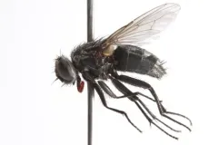Dark-horned Muscina thumbnail 3