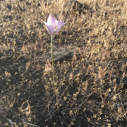 Sagebrush Mariposa Lily