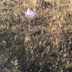 Sagebrush Mariposa Lily thumbnail 1