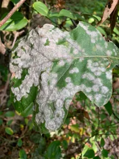 Erysiphe calocladophora thumbnail 2