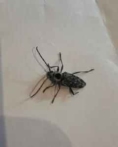 Fulminating Long-horned Beetle thumbnail 3