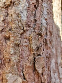 Notiophilus biguttatus thumbnail 4