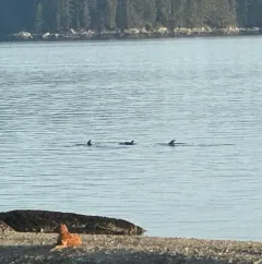 Striped Porpoise thumbnail 3