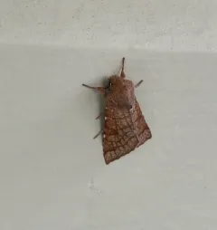 Orthosia ferrigera thumbnail 4
