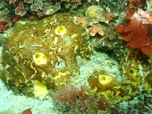 Mycale toporoki