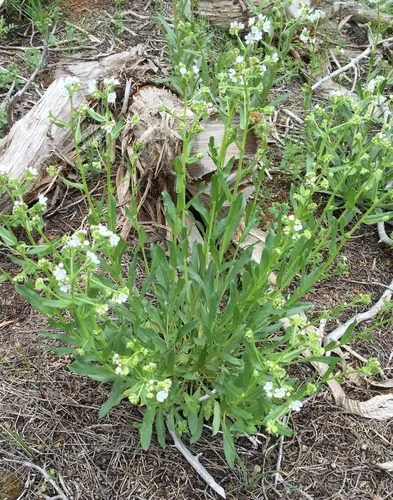 Spotted Stickseed