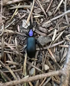 Ditylus gracilis thumbnail 3