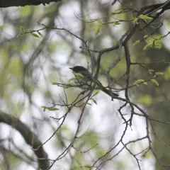 Eastern Phoebe thumbnail 1