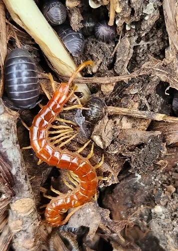 Scolopocryptops rubiginosus