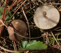 Sprucecone cap thumbnail 3