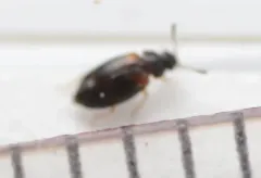 Proteinus basalis thumbnail 3