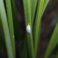 pine needle scale thumbnail 1