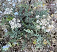 Bentonite Desertparsley thumbnail 2