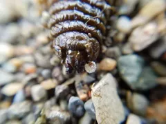 King Ragworm thumbnail 2