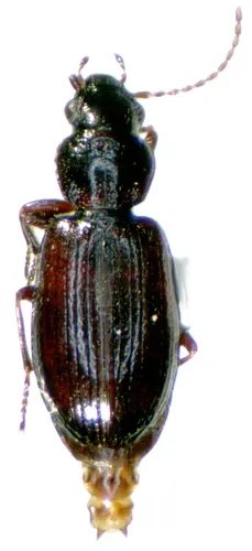 Mannerheim's Ground Beetle