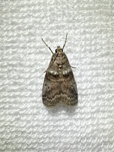 Birch Tubemaker Moth