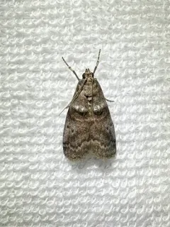Birch Tubemaker Moth thumbnail 1