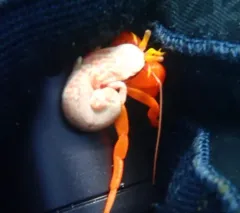 Pacific Red Hermit thumbnail 4