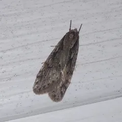 Aurora Flatbody Moth thumbnail 4