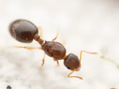 Nevada Acorn Ant thumbnail 3