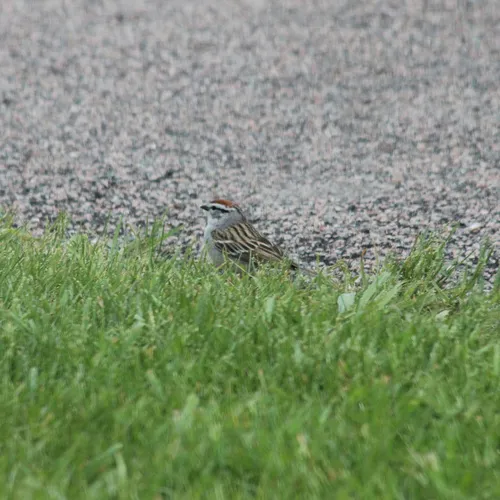 Chipping Sparrow