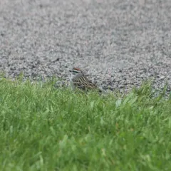 Chipping Sparrow thumbnail 1