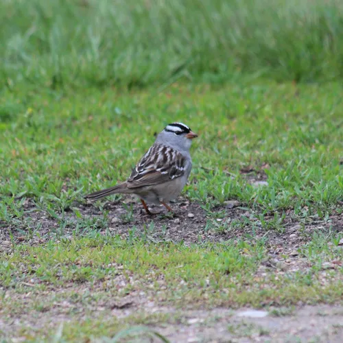 White-crowned Sparrow