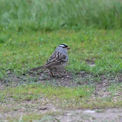 White-crowned Sparrow thumbnail 1