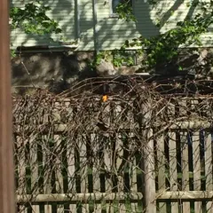 Baltimore Oriole thumbnail 2