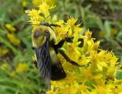 Southern Plains Bumble Bee thumbnail 1