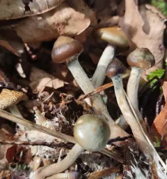 Psychedelic Ovoid Mushroom thumbnail 4