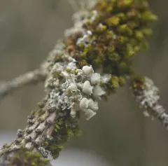 Seaside Centipede Lichen thumbnail 2