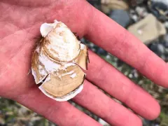 Bladderclam thumbnail 2