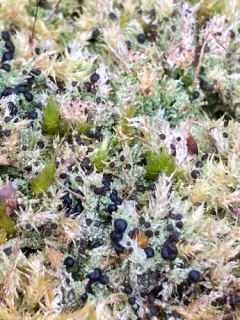 Bryobilimbia hypnorum thumbnail 3
