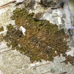 Spotted Camouflage Lichen thumbnail 3