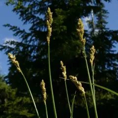 fragile-sheathed sedge thumbnail 3