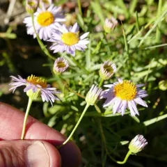 Leafy Fleabane thumbnail 2