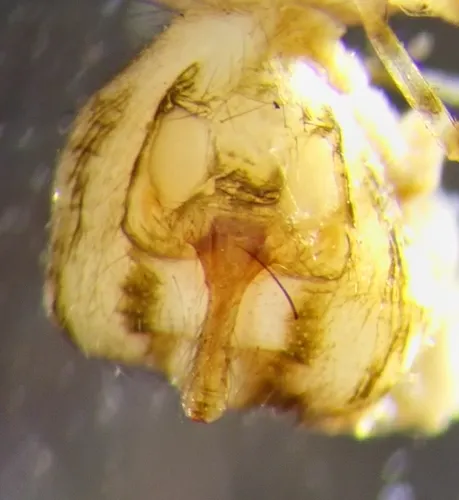 Helophora tunagyna