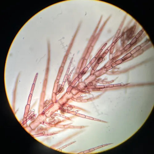 Hollenbergia subulata