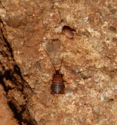 West Coast Ant Cricket thumbnail 4