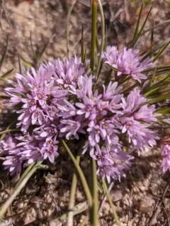 Southern Idaho onion thumbnail 2