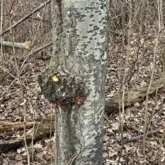 Corky bark disease thumbnail 2