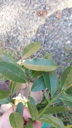 Bay laurel thumbnail 3