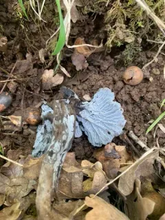 Black Chanterelle thumbnail 3