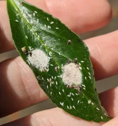 Euonymus Scale thumbnail 4