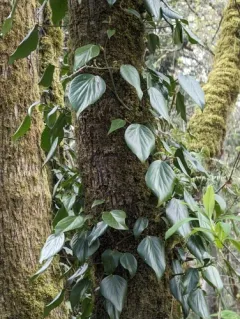 Persian Ivy thumbnail 3