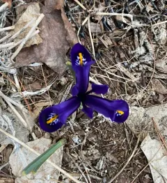 Netted Iris thumbnail 2