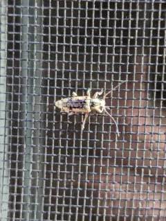 Atimia dorsalis thumbnail 4